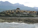 Sealion colony